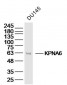 KPNA6 Polyclonal Antibody