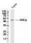 ODCp Polyclonal Antibody