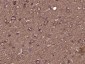 BCOX1 Polyclonal Antibody
