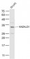 KAZALD1 Polyclonal Antibody