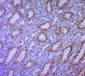 SAV1 Polyclonal Antibody