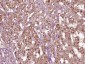 SCGF Polyclonal Antibody