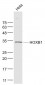 HOXB1 Polyclonal Antibody