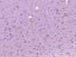 SIAE Polyclonal Antibody