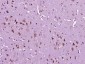 SIAE Polyclonal Antibody