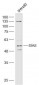 SIAE Polyclonal Antibody