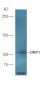 ORP1 Polyclonal Antibody