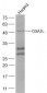 OXA1L Polyclonal Antibody