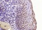 SP2 transcription factor Polyclonal Antibody
