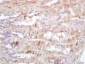 FGFBP1 Polyclonal Antibody
