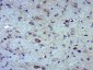 MOXD1 Polyclonal Antibody