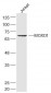 MOXD1 Polyclonal Antibody