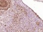 MSH4 Polyclonal Antibody