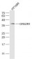 OR52R1 Polyclonal Antibody