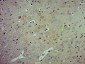 HSPA12A Polyclonal Antibody