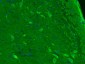 HSPA12A Polyclonal Antibody