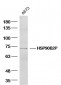 HSPA12A Polyclonal Antibody