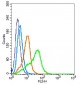 GPR78 Polyclonal Antibody