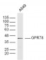 GPR78 Polyclonal Antibody