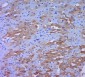 DLDD/Lipoamide Dehydrogenase Polyclonal Antibody