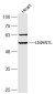 LMAN1L Polyclonal Antibody