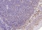 LSM6 Polyclonal Antibody