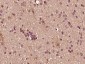 NAP1L4 Polyclonal Antibody