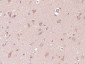NDUFB1 Polyclonal Antibody