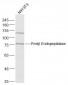 Prolyl Endopeptidase Polyclonal Antibody