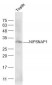 NIPSNAP1 Polyclonal Antibody