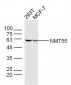 NMT55 Polyclonal Antibody