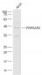 PRPSAP2 Polyclonal Antibody