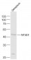 NT5D1 Polyclonal Antibody