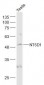 NT5D1 Polyclonal Antibody