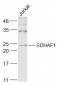 SDHAF1 Polyclonal Antibody