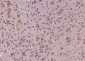 KLK9 Polyclonal Antibody