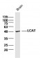 LCAT Polyclonal Antibody