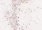 LCAT Polyclonal Antibody