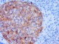 SH3BP4 Polyclonal Antibody
