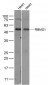 RBMS1/Cervical cancer oncogene 4 Polyclonal Antibody