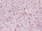 Histone binding protein/SLBP Polyclonal Antibody