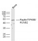 Reptin/TIP49B/RUVB2 Polyclonal Antibody