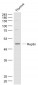 Reptin/TIP49B/RUVB2 Polyclonal Antibody