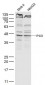 ARP1B/PC3 Polyclonal Antibody