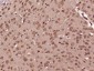 PCBP2 Polyclonal Antibody