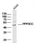 PPP3CC Polyclonal Antibody