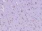 CARD12 Polyclonal Antibody