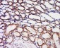 BPNT1 Polyclonal Antibody