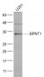 BPNT1 Polyclonal Antibody