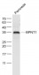 BPNT1 Polyclonal Antibody